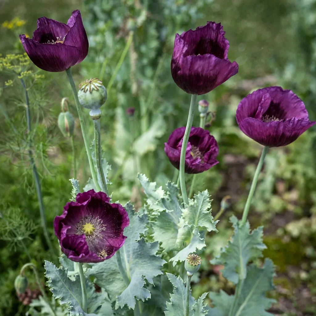 Opium Poppy