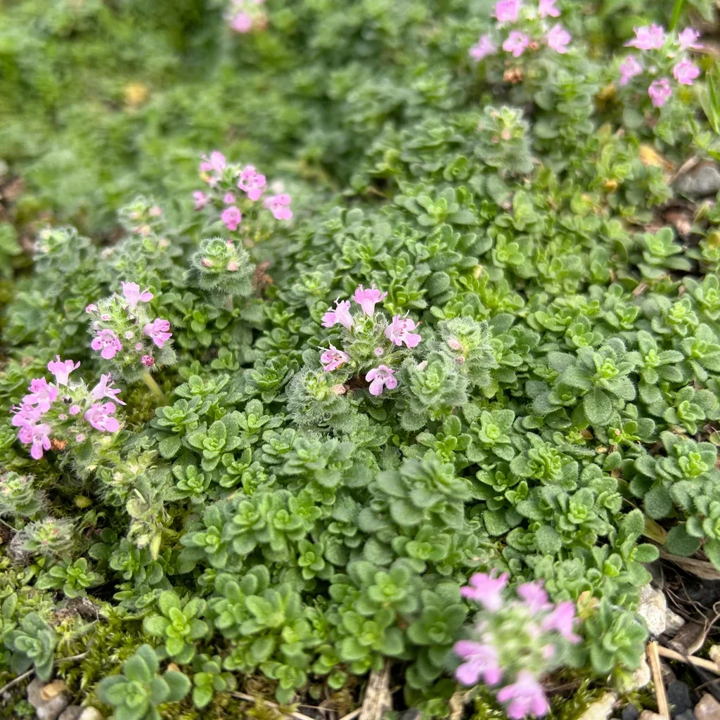 Pink Chintz Thyme
