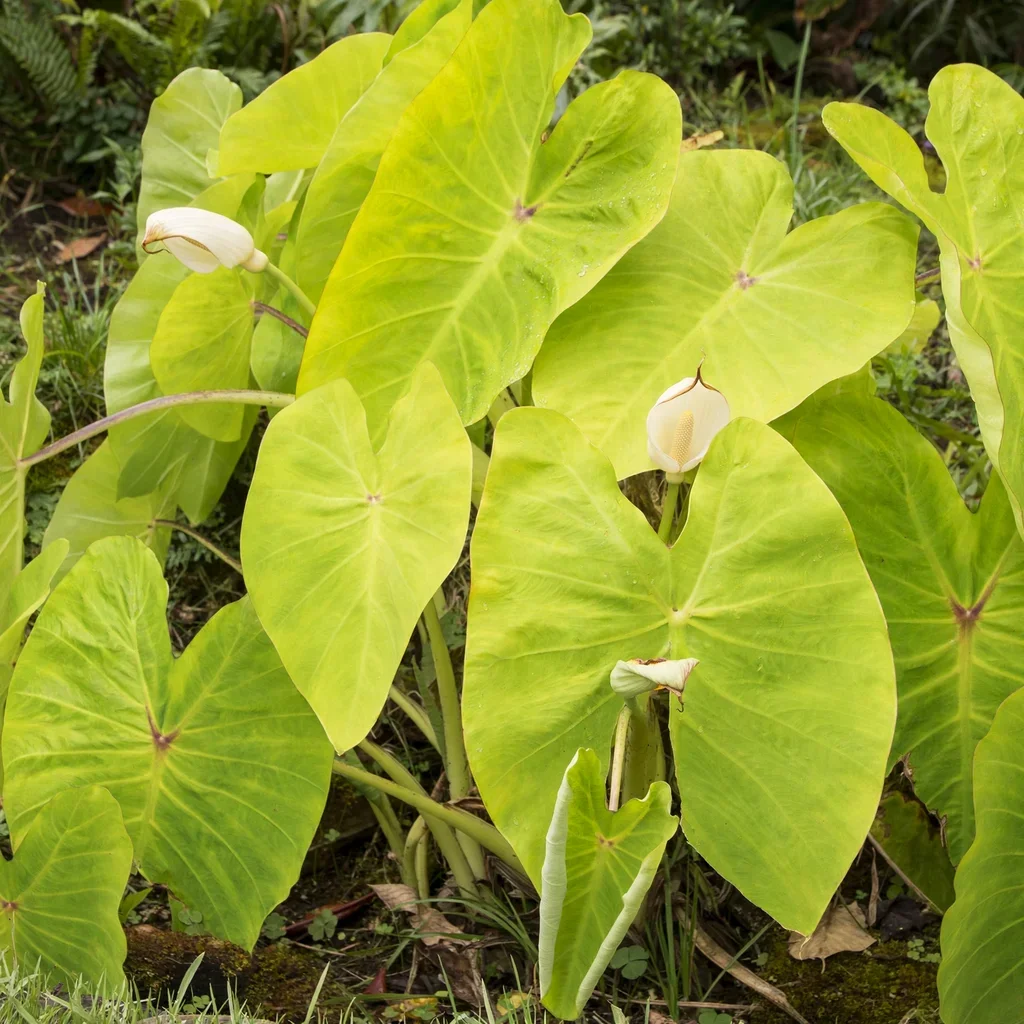Maui Gold Taro