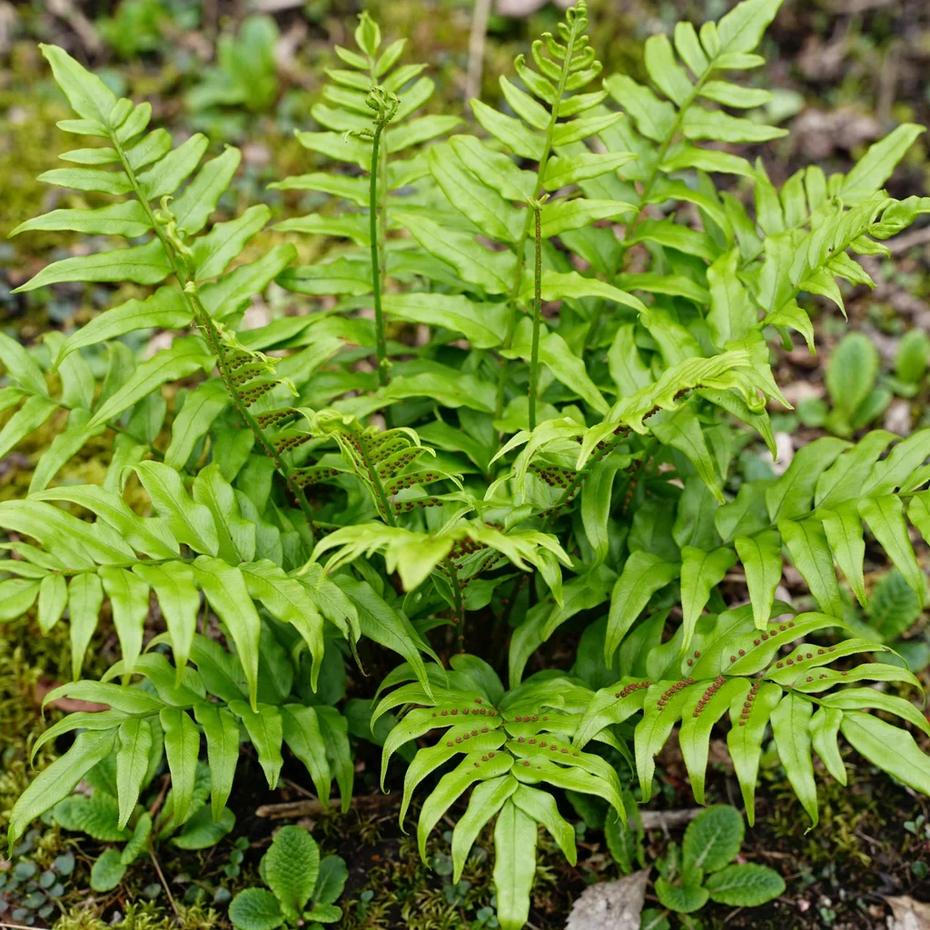 Japanese Holly Fern Green Tea