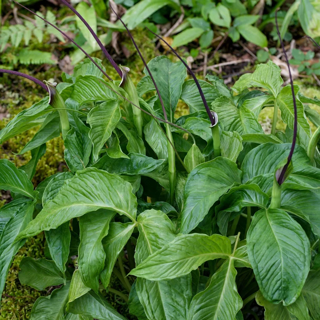 Pinellia tripartita Dragon Tails