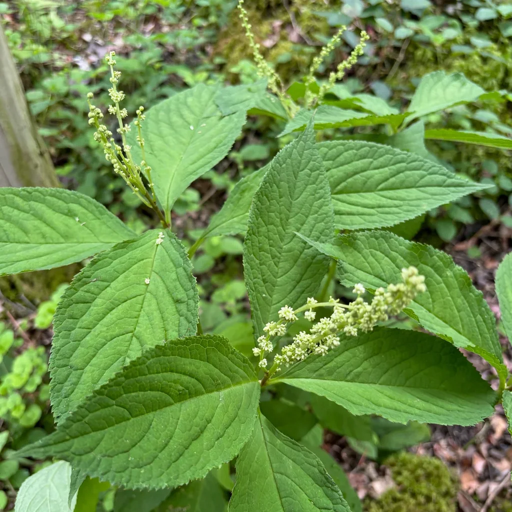 Henry's Chloranthus