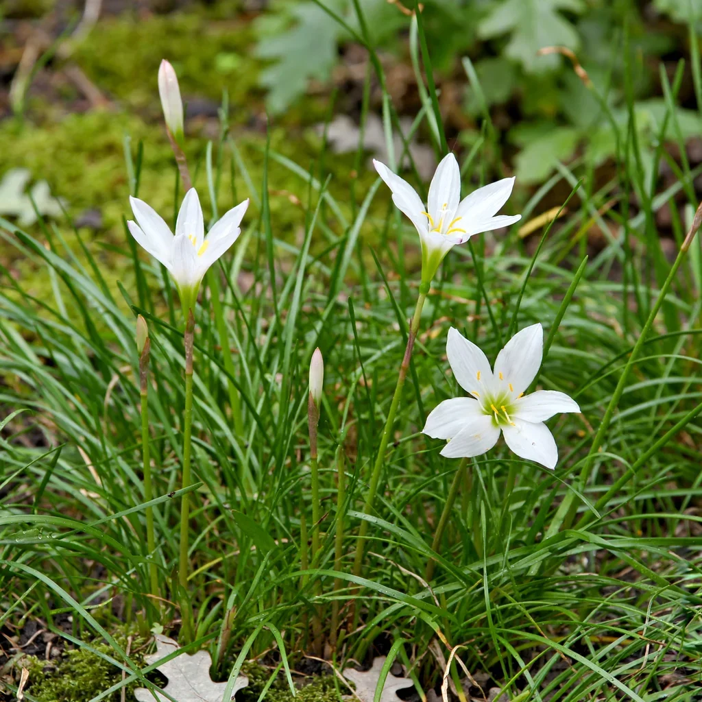 Rain Lily