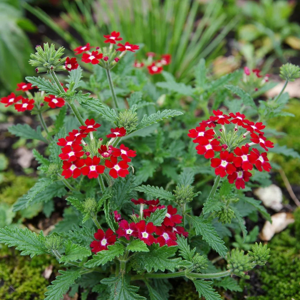 Verbena Tex Tuf Red