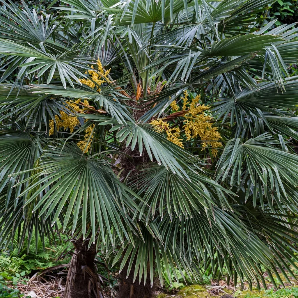 Taylor Windmill Palm