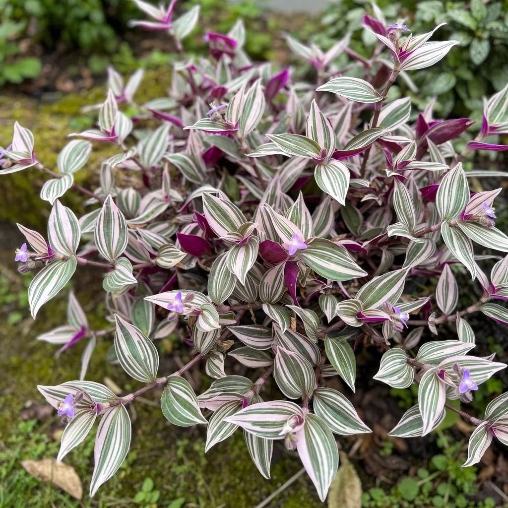 Variegated Wandering Jew