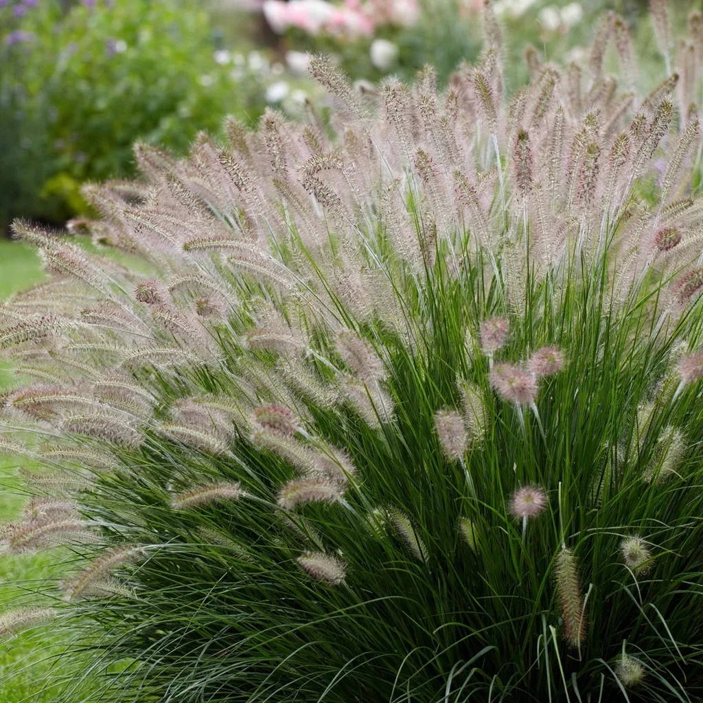 Fox Trot Fountain Grass
