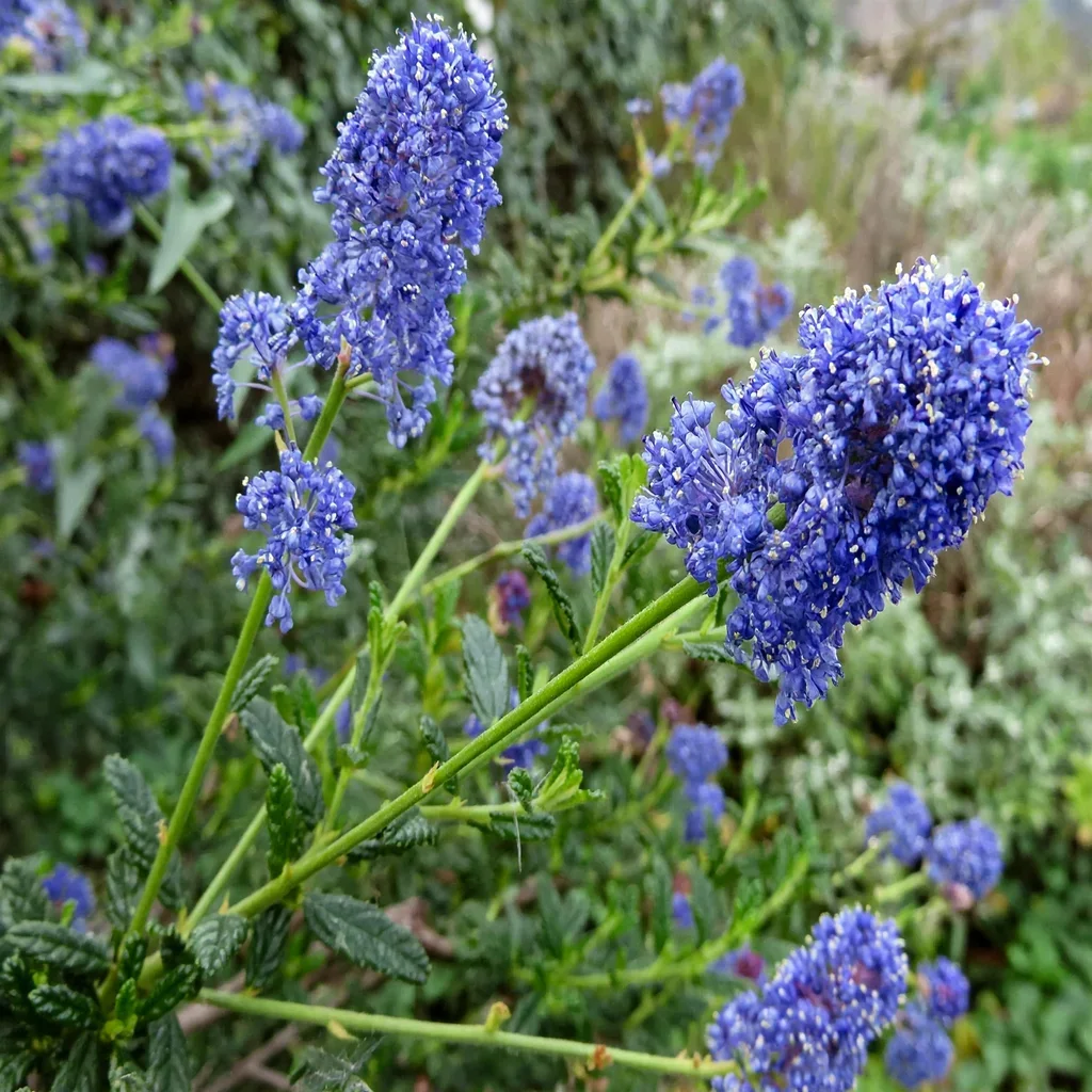 Julia Phelps California Lilac