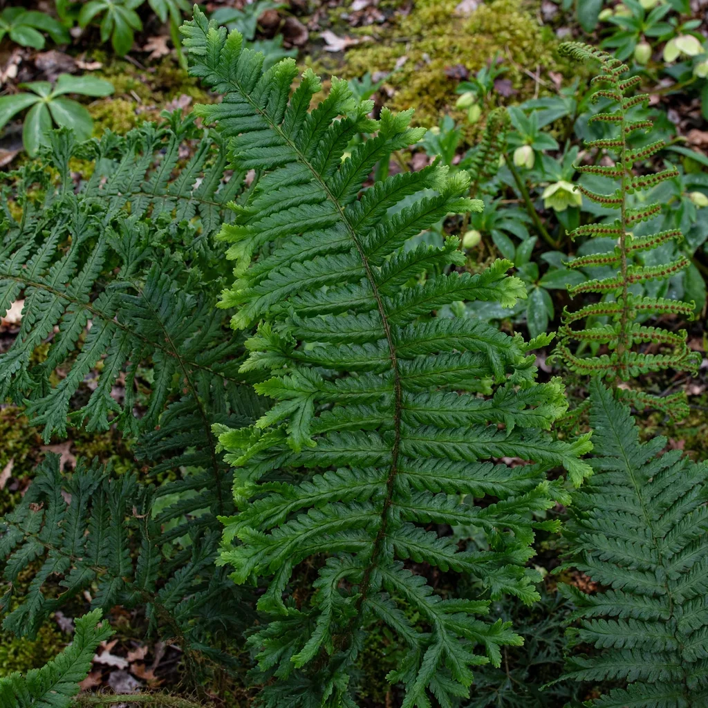 Western Wood Fern The King Fern