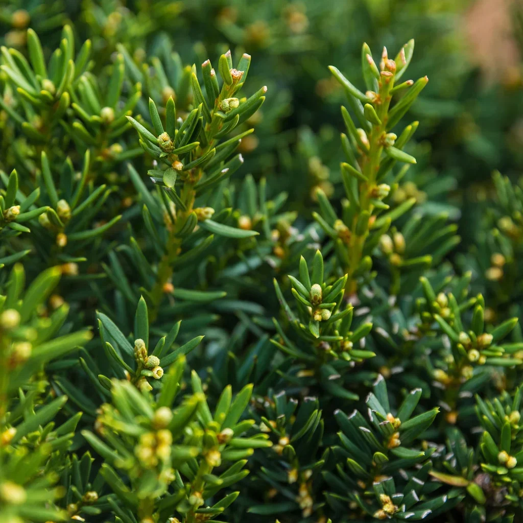 Dark Green Spreader Yew