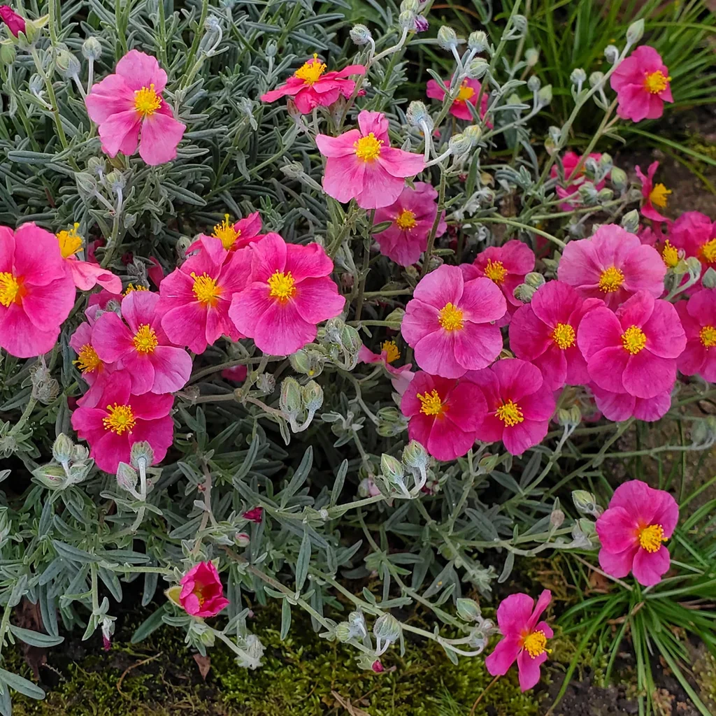 Belgravia Rose Sunrose