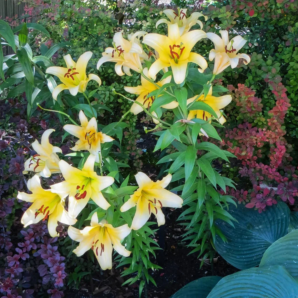 Mighty Summer Bulb Garden Lily