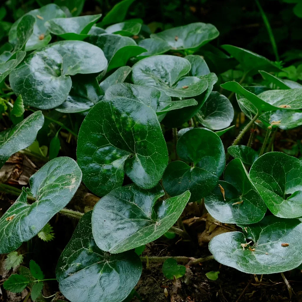 Large-leaved Asarum