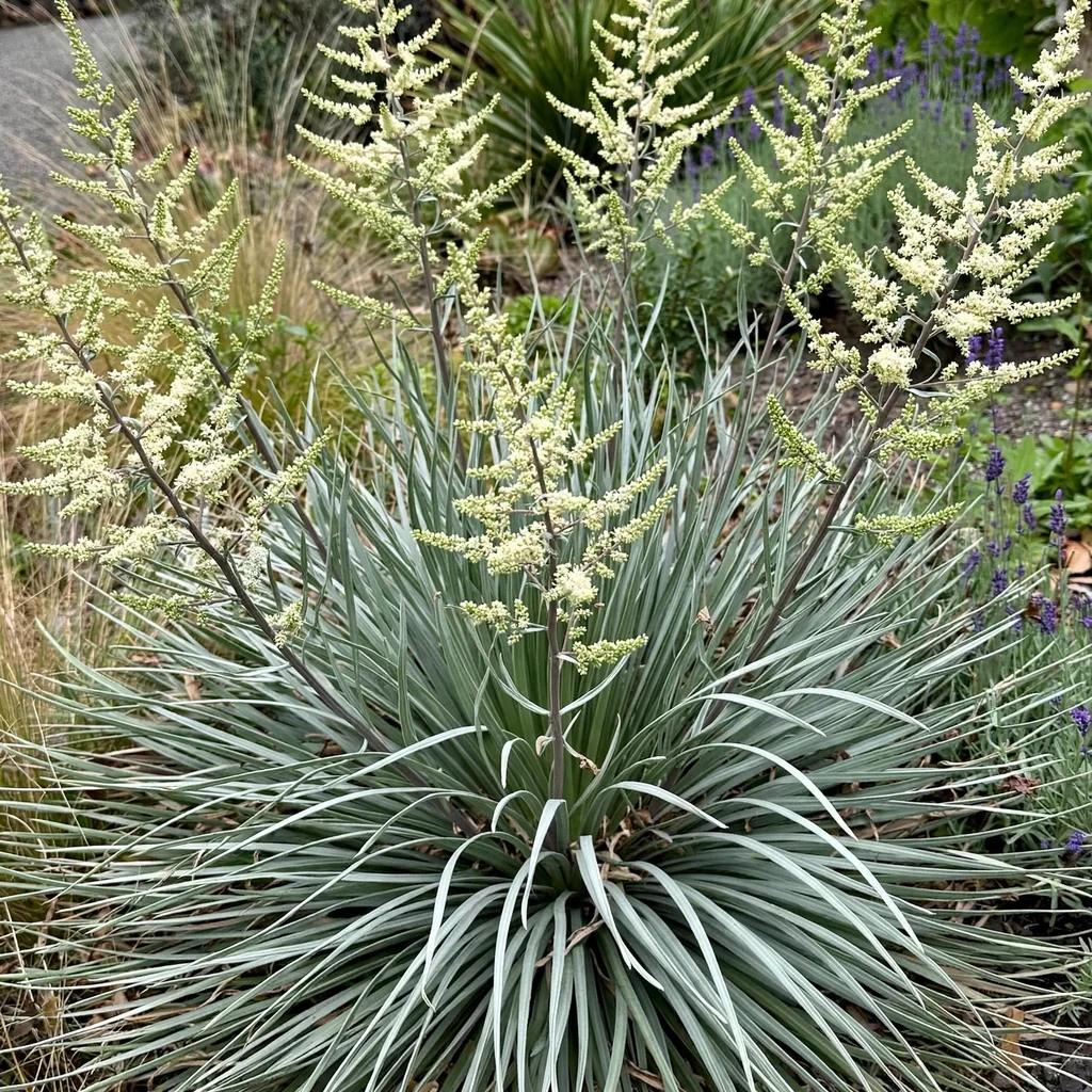 Hibernica Nolina La Siberica