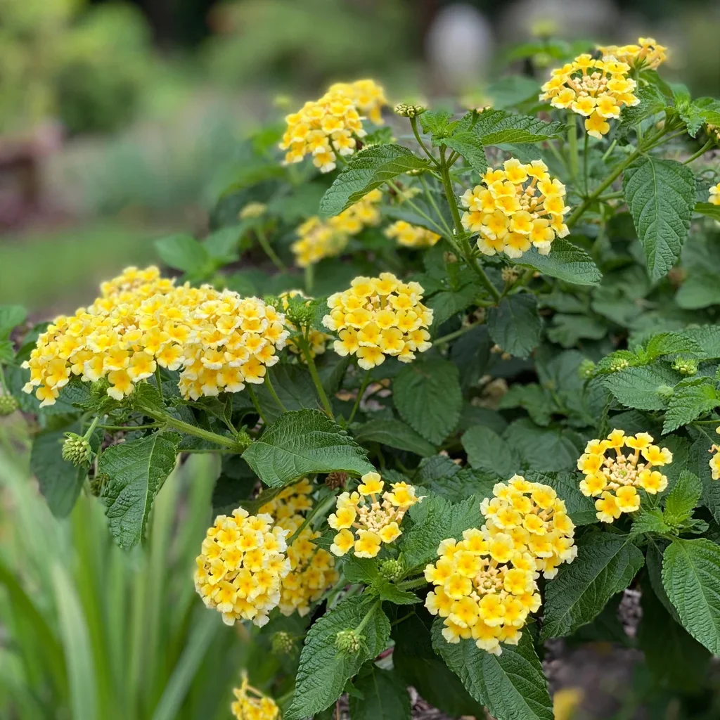 Lantana Luscious Citron