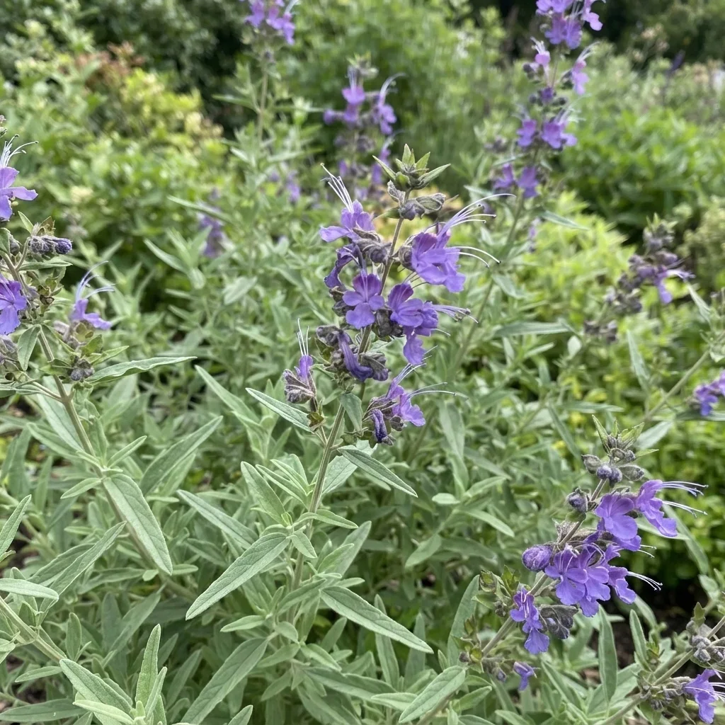 Midnight Magic Blue Sage